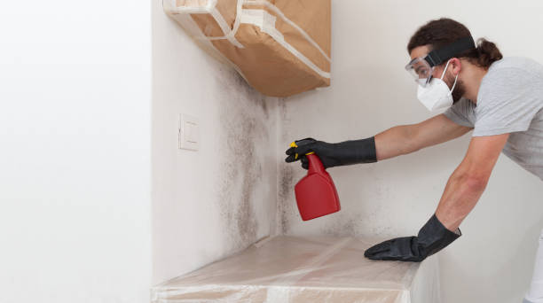 Professional Black Mold Remediation technician working in Troutville, PA