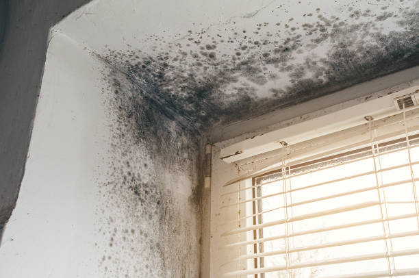 Affordable Black Mold Remediation solutions in Troutville, PA